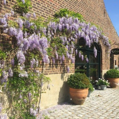 Bloemen aan de buitenkant van het huis