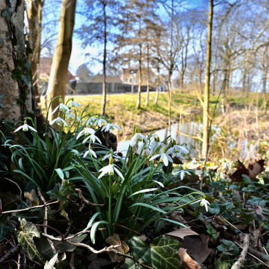 Sneeuwklokjes op de Stadswallen te Zaltbommel