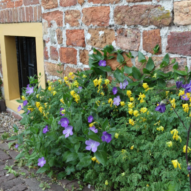 Rijksdienst voor het Cultureel Erfgoed: Bijlsma, Simon