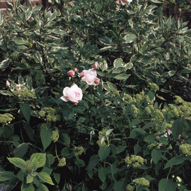 Rijksdienst voor het Cultureel Erfgoed: Heuff M. (Marijke)