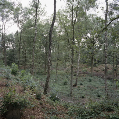 Rijksdienst voor het Cultureel Erfgoed: Roderburg, K. (Kris)