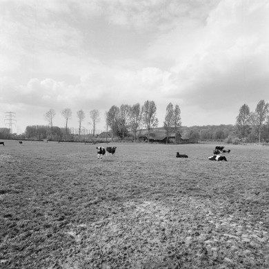 Rijksdienst voor het Cultureel Erfgoed: Galen, P. van