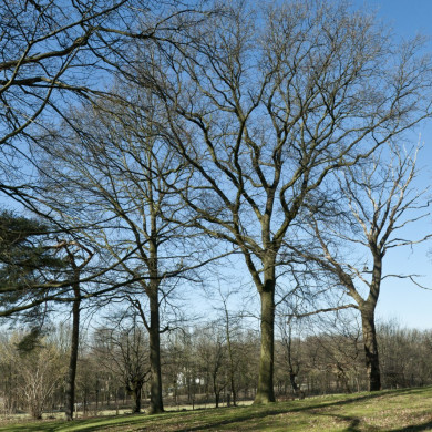 Rijksdienst voor het Cultureel Erfgoed: Technau, Sergé