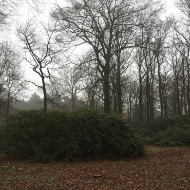 Rijksdienst voor het Cultureel Erfgoed: Wal, Henry van der