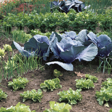 Rijksdienst voor het Cultureel Erfgoed: Heuff M. (Marijke)