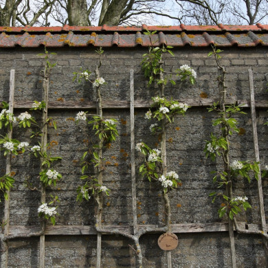 Rijksdienst voor het Cultureel Erfgoed: Bijlsma, Simon