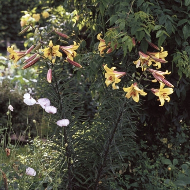 Rijksdienst voor het Cultureel Erfgoed: Heuff M. (Marijke)
