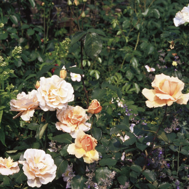 Rijksdienst voor het Cultureel Erfgoed: Heuff M. (Marijke)