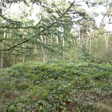 Rijksdienst voor het Cultureel Erfgoed