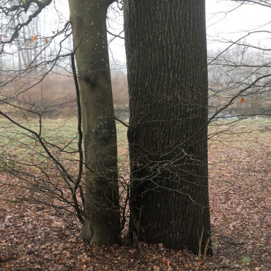 Rijksdienst voor het Cultureel Erfgoed: Wal, Henry van der