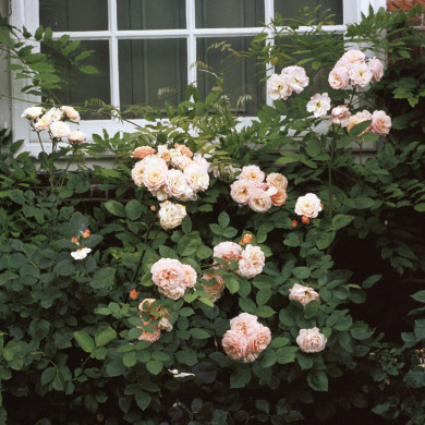 Rijksdienst voor het Cultureel Erfgoed: Heuff M. (Marijke)