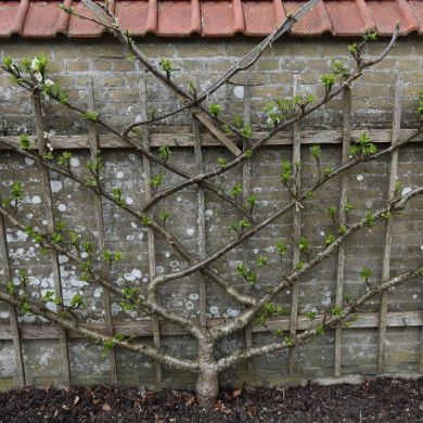 Rijksdienst voor het Cultureel Erfgoed: Bijlsma, Simon