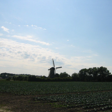 Rijksdienst voor het Cultureel Erfgoed: Terpstra, Frank