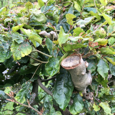 Rijksdienst voor het Cultureel Erfgoed: Wal, Henry van der