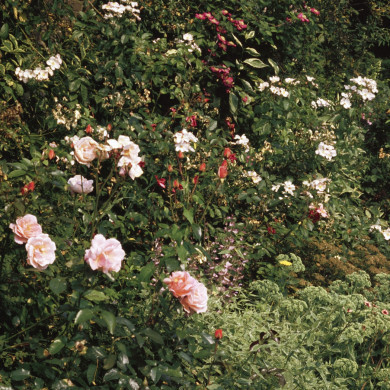 Rijksdienst voor het Cultureel Erfgoed: Heuff M. (Marijke)