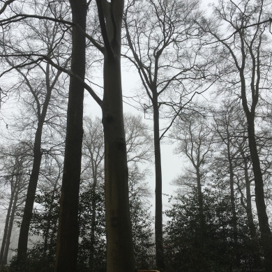 Rijksdienst voor het Cultureel Erfgoed: Wal, Henry van der