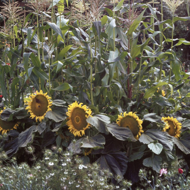 Rijksdienst voor het Cultureel Erfgoed: Heuff M. (Marijke)