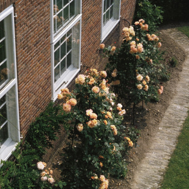 Rijksdienst voor het Cultureel Erfgoed: Heuff M. (Marijke)