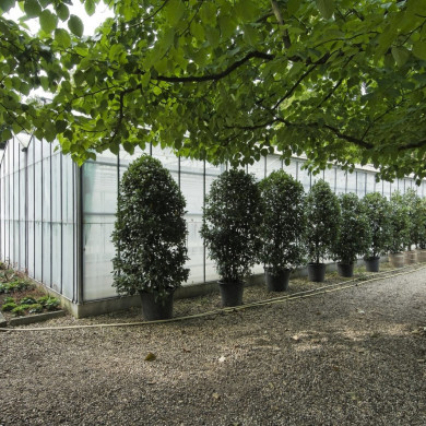 Rijksdienst voor het Cultureel Erfgoed: Galen, Jan van