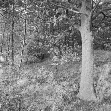 Rijksdienst voor het Cultureel Erfgoed: Galen, P. (Paul) van