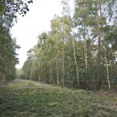 Rijksdienst voor het Cultureel Erfgoed