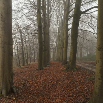Rijksdienst voor het Cultureel Erfgoed: Wal, Henry van der