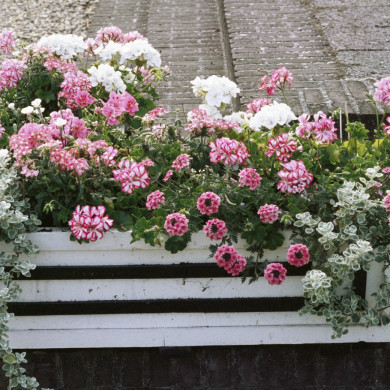 Rijksdienst voor het Cultureel Erfgoed: Heuff M. (Marijke)