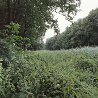 Rijksdienst voor het Cultureel Erfgoed: Roderburg, K. (Kris)