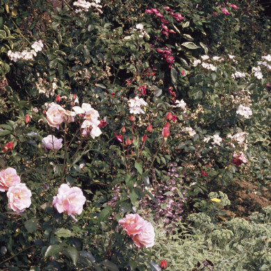 Rijksdienst voor het Cultureel Erfgoed: Heuff M. (Marijke)