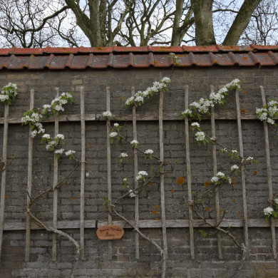 Rijksdienst voor het Cultureel Erfgoed: Bijlsma, Simon
