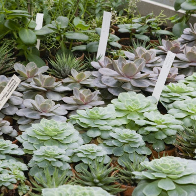 Rijksdienst voor het Cultureel Erfgoed: Roderburg, K. (Kris)