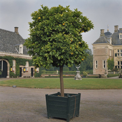 Rijksdienst voor het Cultureel Erfgoed: Heins, IJ.Th.