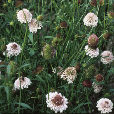 Rijksdienst voor het Cultureel Erfgoed: Heuff M. (Marijke)