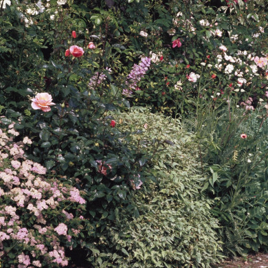Rijksdienst voor het Cultureel Erfgoed: Heuff M. (Marijke)