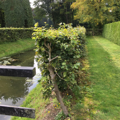 Rijksdienst voor het Cultureel Erfgoed: Wal, Henry van der