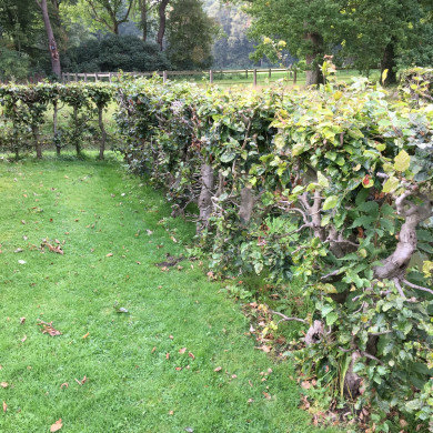 Rijksdienst voor het Cultureel Erfgoed: Wal, Henry van der