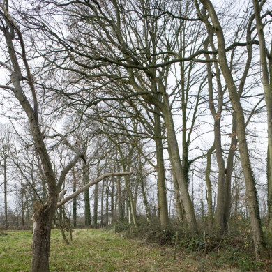Rijksdienst voor het Cultureel Erfgoed: Booms, C.S. (Chris)