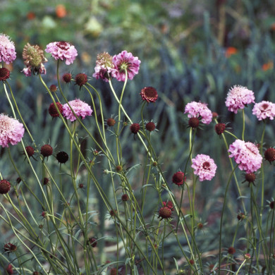 Rijksdienst voor het Cultureel Erfgoed: Heuff M. (Marijke)