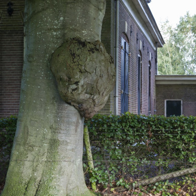 Rijksdienst voor het Cultureel Erfgoed: Jong, Nanette de