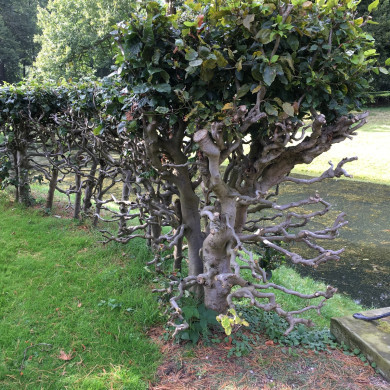 Rijksdienst voor het Cultureel Erfgoed: Wal, Henry van der