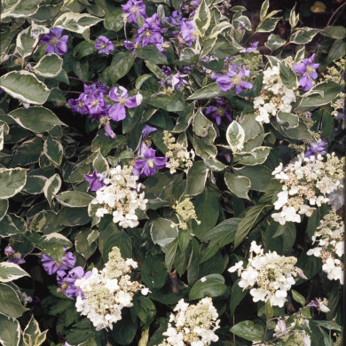 Rijksdienst voor het Cultureel Erfgoed: Heuff M. (Marijke)