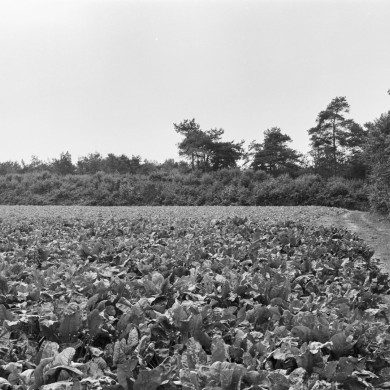 Rijksdienst voor het Cultureel Erfgoed: Wal, A.J. van der