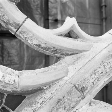 Rijksdienst voor het Cultureel Erfgoed: Galen, P. van