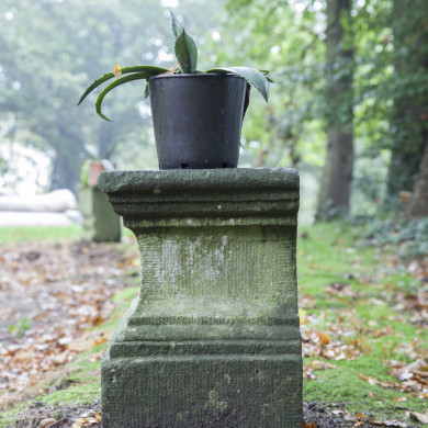 Rijksdienst voor het Cultureel Erfgoed: Sar, Wouter van der