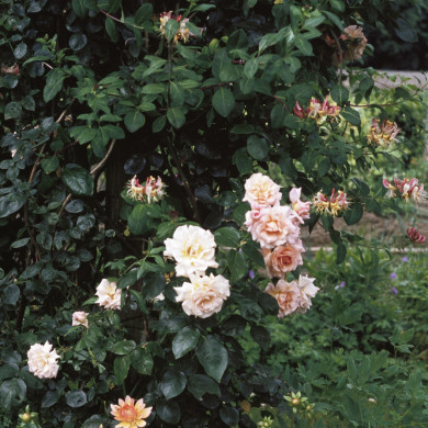 Rijksdienst voor het Cultureel Erfgoed: Heuff M. (Marijke)