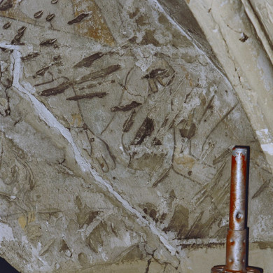 Rijksdienst voor het Cultureel Erfgoed: Tangel, L.M.