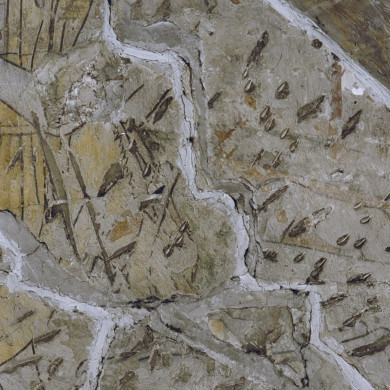 Rijksdienst voor het Cultureel Erfgoed: Tangel, L.M.