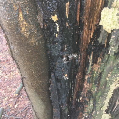 Rijksdienst voor het Cultureel Erfgoed: Wal, Henry van der