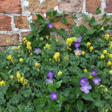 Rijksdienst voor het Cultureel Erfgoed: Bijlsma, Simon