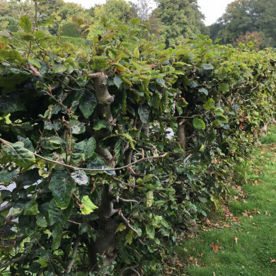 Rijksdienst voor het Cultureel Erfgoed: Wal, Henry van der